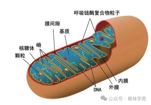 1-25011GK11SX.jpg